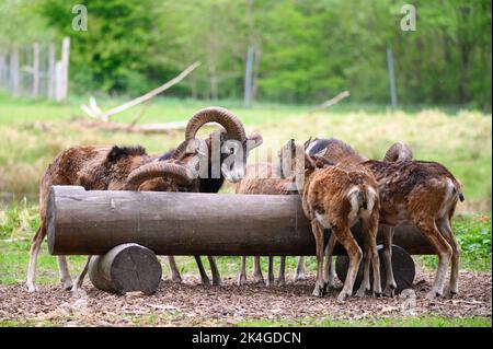 Hambourg, Allemagne. 07th mai 2022. Les mouflons européens (Ovis gmelini musimon) se tiennent au creux de leur enceinte de la réserve de gibier de Klövensteen. Credit: Jonas Walzberg/dpa/Alay Live News Banque D'Images