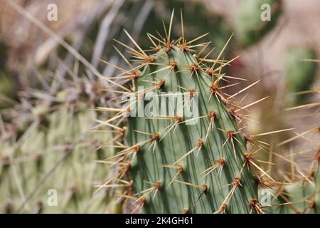 Les épines jaunes dépassent des aréoles trichomatiques glochidiates d'Opuntia littoralis, Cactaceae, indigènes du comté de Ventura côtier, en été Banque D'Images