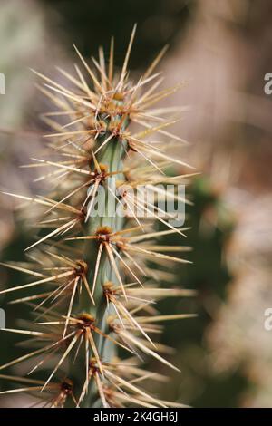 Les épines jaunes dépassent des aréoles trichomatiques glochidiates d'Opuntia littoralis, Cactaceae, indigènes du comté de Ventura côtier, en été Banque D'Images