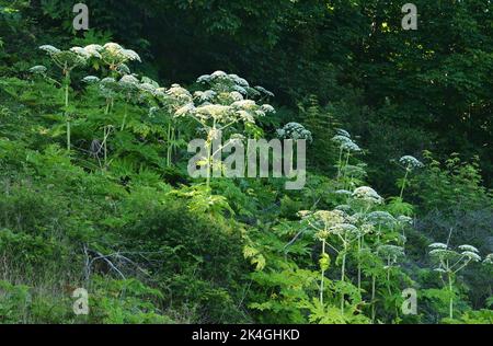 KAP Arkona, Allemagne. 28th juin 2021. 07.08.2022. Cape Arkona sur Ruegen. Non loin de Cape Arkona sur Ruegen pousse des higomauvaises géantes (Heracleum mantegazzianum), aussi appelé Hercules vivace. La plante peut provoquer de graves réactions phototoxiques chez l'homme. Responsables sont les furanocoumarines contenues dans la plante, qui réagissent en relation avec la lumière du soleil. Cela peut provoquer des brûlures, des blessures et même un choc circulatoire grave. Crédit: Wolfram Steinberg/dpa crédit: Wolfram Steinberg/dpa/Alay Live News Banque D'Images