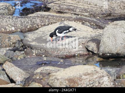 Oystercatcher ( Haematopus ostragegus) Banque D'Images