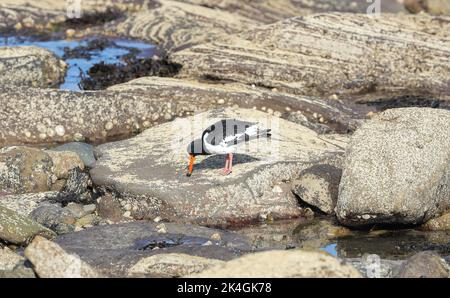 Oystercatcher ( Haematopus ostragegus) Banque D'Images