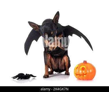 Pinscher nain in front of white background Banque D'Images