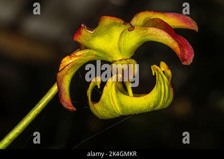 Fleur de Pitcherplant cramoisi ou feuille de trompette pourpre (Sarracenia leucophylla) Banque D'Images