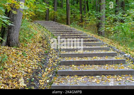 Sentier forestier avec marches parsemées de feuilles d'automne tombées. Banque D'Images