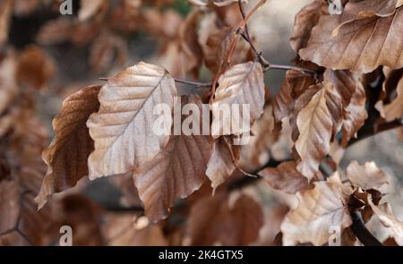 Des feuilles brunes et sèches sur un arbre. Feuilles de plante flétrisé. Signes de l'automne dans la nature. Banque D'Images