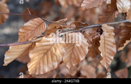 Des feuilles brunes et sèches sur un arbre. Feuilles de plante flétrisé. Signes de l'automne dans la nature. Banque D'Images