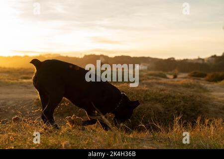 petit chien noir suivant une trace d'odeur dans la campagne au coucher du soleil Banque D'Images