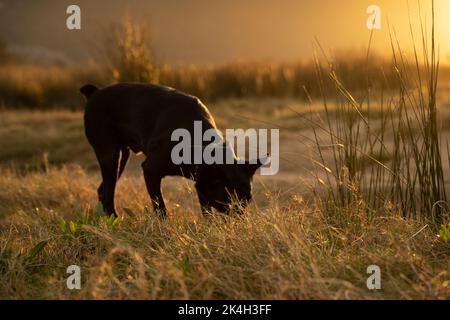 petit chien noir suivant une trace d'odeur dans la campagne au coucher du soleil Banque D'Images