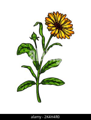 Plante à fleurs calendula dessinée à la main isolée sur fond blanc. Illustration vectorielle dans un style d'esquisse coloré. Élément de conception botanique Illustration de Vecteur