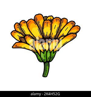 Plante à fleurs calendula dessinée à la main isolée sur fond blanc. Illustration vectorielle dans un style d'esquisse coloré. Élément de conception botanique Illustration de Vecteur