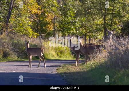 On entend des cerfs de Virginie (Odocoileus virginianus) en automne Banque D'Images