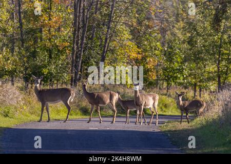 On entend des cerfs de Virginie (Odocoileus virginianus) en automne Banque D'Images
