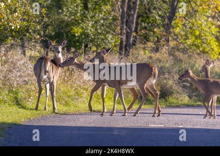 On entend des cerfs de Virginie (Odocoileus virginianus) en automne Banque D'Images