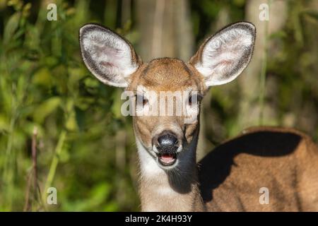 Bébé cerf de Virginie (Odocoileus virginianus) en automne Banque D'Images