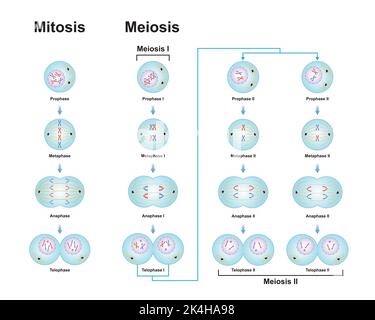 Conception scientifique des différences entre la méiose et la mitose. Symboles colorés. Illustration vectorielle. Illustration de Vecteur