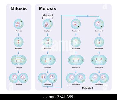 Conception scientifique des différences entre la méiose et la mitose. Symboles colorés. Illustration vectorielle. Illustration de Vecteur