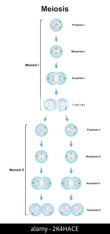 Conception scientifique des phases de méiose. Processus de division des cellules germinales. Symboles colorés. Illustration vectorielle. Illustration de Vecteur