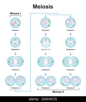 Conception scientifique des phases de méiose. Processus de division des cellules germinales. Symboles colorés. Illustration vectorielle. Illustration de Vecteur