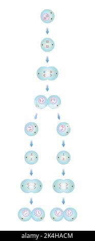 Conception scientifique des phases de méiose. Processus de division des cellules germinales. Symboles colorés. Illustration vectorielle. Illustration de Vecteur