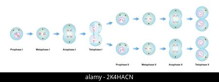 Conception scientifique des phases de méiose. Processus de division des cellules germinales. Symboles colorés. Illustration vectorielle. Illustration de Vecteur