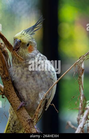 Nymphicus hollandicus, oiseau coloré avec bokeh en arrière-plan, nymphe jaune et gris, chant saver beau, mexique Banque D'Images