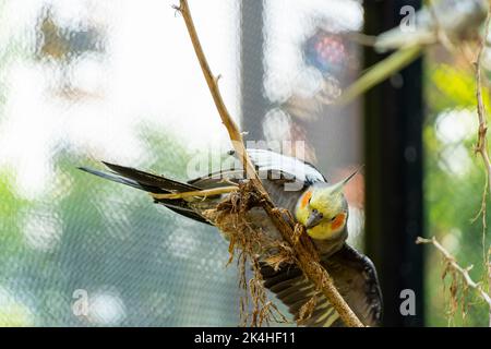 Nymphicus hollandicus, oiseau coloré avec bokeh en arrière-plan, nymphe jaune et gris, chant saver beau, mexique Banque D'Images