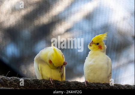 Nymphicus hollandicus, oiseau coloré avec bokeh en arrière-plan, nymphe jaune et gris, chant saver beau, mexique Banque D'Images