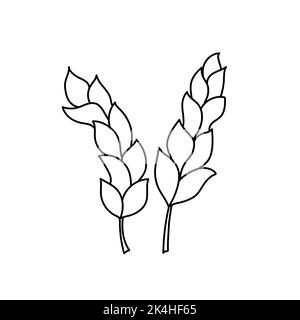 Deux oreilles de blé icône en forme de dessin animé sur blanc. Dessin simple à la main en noir et blanc Illustration de Vecteur