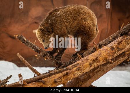 Brown Bear Cub jouant sur un arbre tombé Banque D'Images