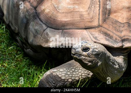 Tortue géante, Aldabrachelys gigantea, recherche de nourriture sur le terrain, à l'ombre d'un arbre. mexique Banque D'Images