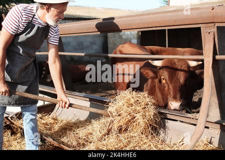 Homme mature travailleur près du paddock avec des vaches à la ferme Banque D'Images