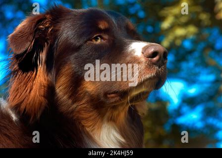 Cowboy, un chien de berger australien de huit mois, est photographié à l'extérieur, le 30 octobre 2008, à Northport, Alabama. Banque D'Images