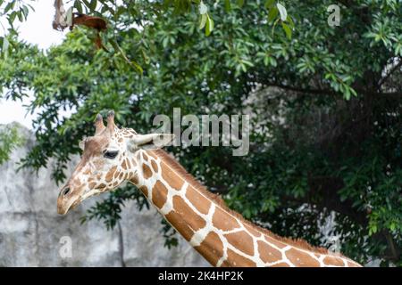 Giraffa camelopardalis reticulata tête de girafe, reposant dans le champ, mexique Banque D'Images