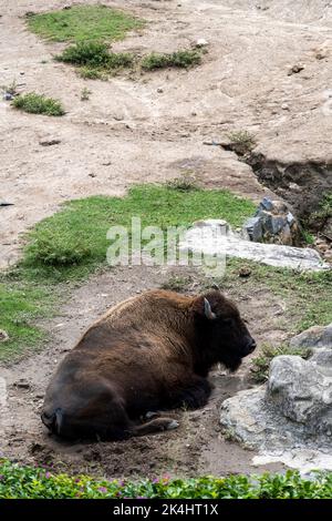 bison américain, assis à côté d'une pierre de repos, zoo, mexique Banque D'Images