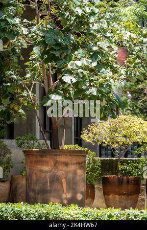 grands pots d'argile, avec des arbres dans les pots et la végétation autour d'eux, mexique Banque D'Images