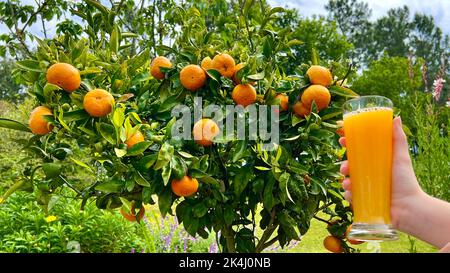 jus d'orange fraîchement pressé sur le fond d'un arbre sur lequel pendent des mandarines ou des oranges. Photo de haute qualité Banque D'Images