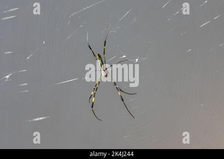 Une araignée femelle dans son web. Cette araignée est Trichonila clavata, également connue sous le nom d'araignée Jorō. Banque D'Images