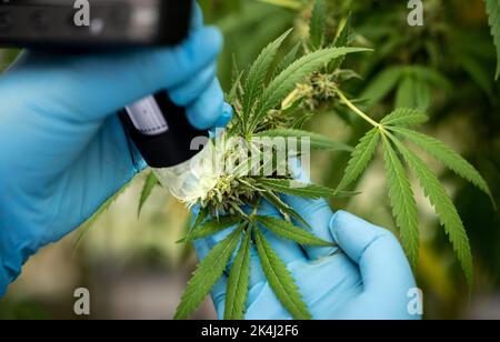 Le chimiste scientifique en biotechnologie utilise un microscope pour analyser le CBD dans une ferme curative de cannabis avant la récolte pour produire des produits de cannabis Banque D'Images