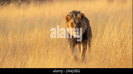 Un grand lion africain de sexe masculin traverse l'herbe de la savane Banque D'Images