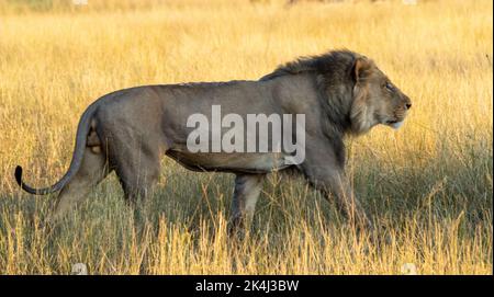 Un grand lion africain de sexe masculin traverse l'herbe de la savane Banque D'Images