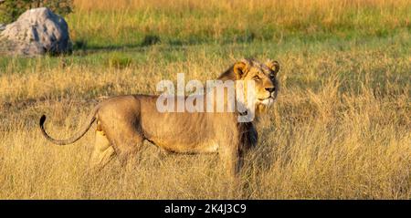 Un grand lion africain de sexe masculin traverse l'herbe de la savane Banque D'Images