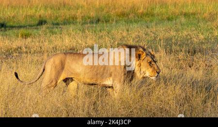 Un grand lion africain de sexe masculin traverse l'herbe de la savane Banque D'Images