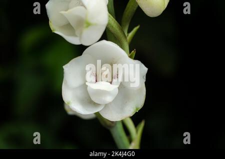 Peristeria elata également connu sous le nom d'Orchidée colombe, la fleur nationale du Panama Banque D'Images