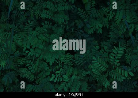 Feuille verte naturelle, mur Texture background Banque D'Images
