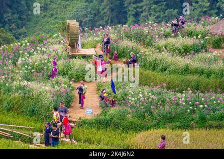 Province de yen Bai, Vietnam - 23 septembre 2022 : vue sur les touristes et les populations locales en terrasses de riz doré dans la ville de Mu cang Chai près de la ville de Sapa, au nord de Viewn Banque D'Images
