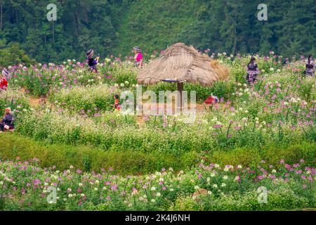 Province de yen Bai, Vietnam - 23 septembre 2022 : vue sur les touristes et les populations locales en terrasses de riz doré dans la ville de Mu cang Chai près de la ville de Sapa, au nord de Viewn Banque D'Images