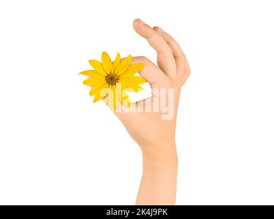 Main femelle tenant la fleur jaune de topinambur symbole OK, période de menstruation fine isolée sur fond blanc. Bon geste avec naturel sauvage Banque D'Images