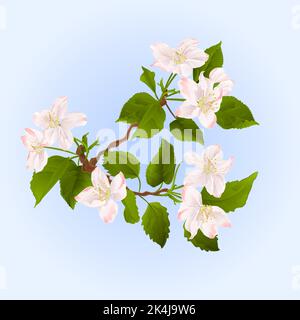 Branche d'arbre de pomme avec fleurs ressort illustration du vecteur de fond Illustration de Vecteur