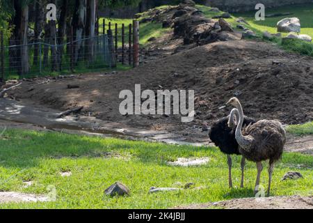 Struthio camelus deux autruches, à la recherche de nourriture sur la colline à l'intérieur du zoo, mexique Banque D'Images